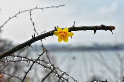 Close-up of flower against sky