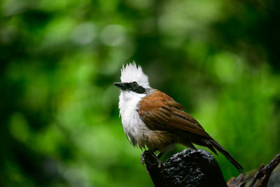 White-crested