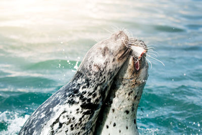 Close-up of sea lion swimming in water