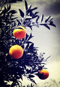 Close-up of orange leaf