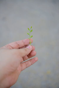 Close-up of hand holding plant