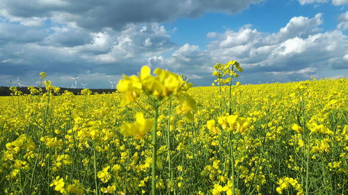 Scenic view of oilseed rape field against sky