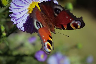 Close-up of insect on flower