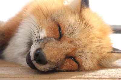 Close-up of fox