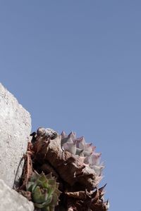 Low angle view of succulent plant against clear blue sky