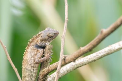 Close-up of a lizard on branch