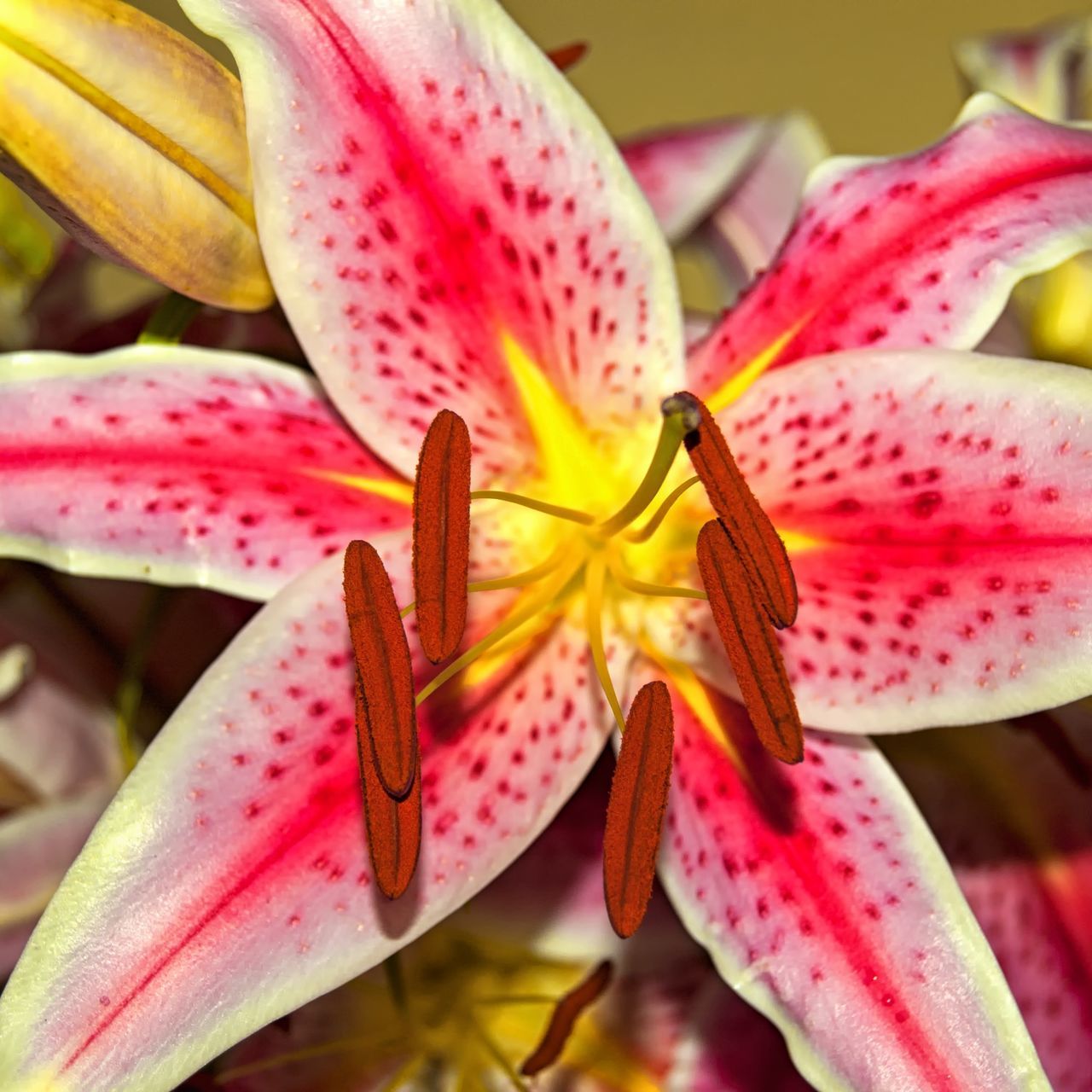 flower, petal, freshness, flower head, fragility, close-up, beauty in nature, stamen, growth, focus on foreground, pink color, pollen, nature, blooming, lily, plant, orchid, in bloom, selective focus, single flower