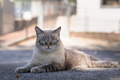 Beautifull big male cat on the floor outdoor looking at the camera. blue eyes cat