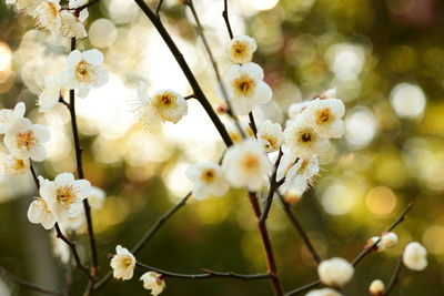 Close-up of white flowers