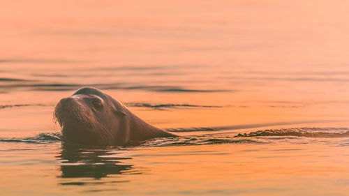 Turtle swimming in sea against sunset sky