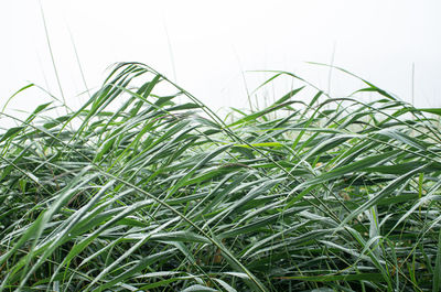 Close-up of crops growing on field against sky