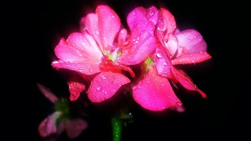 Close-up of pink flower against black background