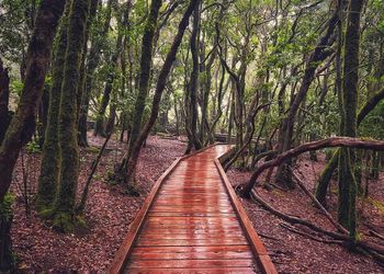 Empty footpath amidst trees in forest