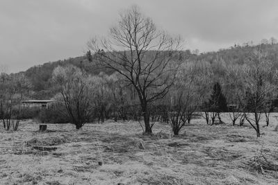 Bare trees on field against sky