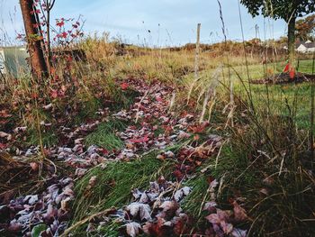 Plants growing on field against sky