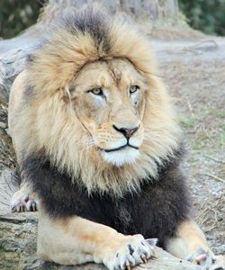 Lion relaxing outdoors