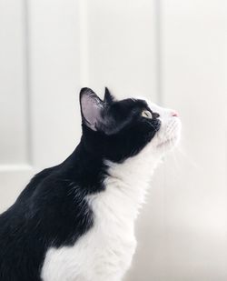 Close-up of cat looking away