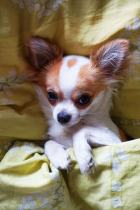 Portrait of dog lying down on bed