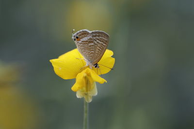 Close-up of butterfly pollinating on yellow flower