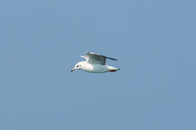 Low angle view of seagull flying