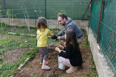Daughters helping father to plant tomatos in the backyard