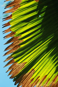 Low angle view of palm tree leaves