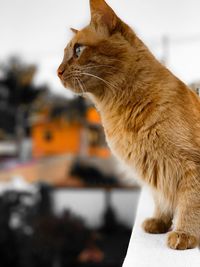 Close-up of a cat looking away