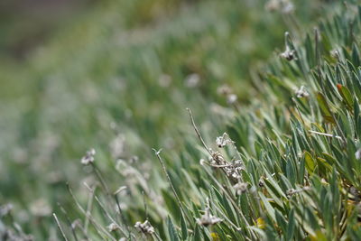 Close-up of insect on grass