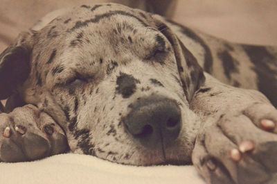 Close-up of a dog sleeping