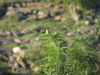 Close-up of fresh green plant