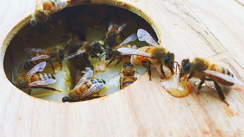 Close-up of honey bees on beehive