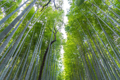 Low angle view of bamboo trees in forest