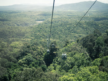 Overhead cable cars at lush foliage