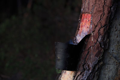 Close-up of rusty tree