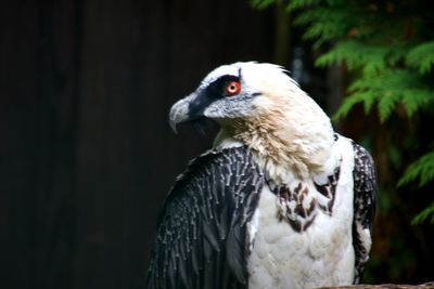 Close-up of eagle against blurred background