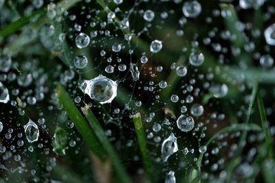 Close-up of water drops on leaf