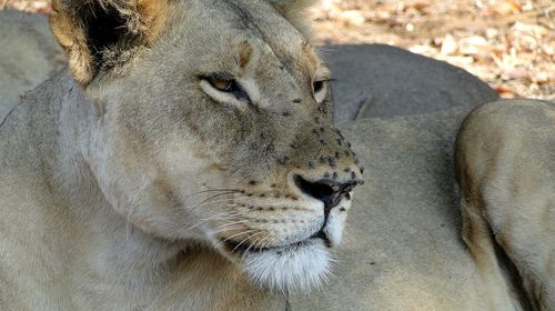 Close-up of lioness