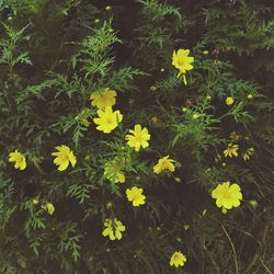 High angle view of yellow flowering plants on field