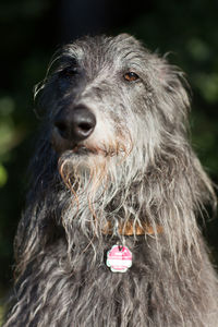 Close-up portrait of hairy dog