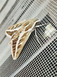 High angle view of food in cage