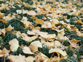 Close-up of dry leaves on field