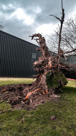 Plants growing on field against sky