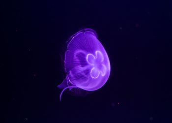 Close-up of jellyfish swimming in sea