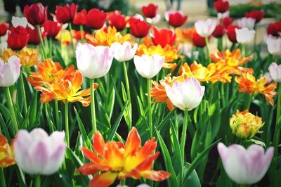 Close-up of tulips