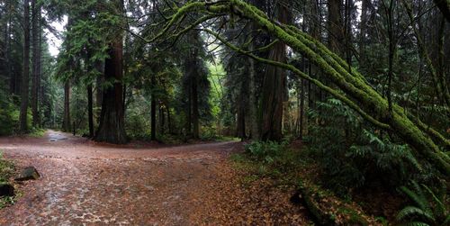 View of pine trees in forest