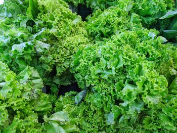 Full frame shot of fresh green plants