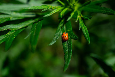 Close-up of ladybug on leaf