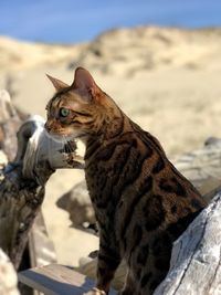 Close-up of bengal cat tabby on the beach 
