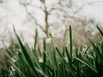 Snowdrops in