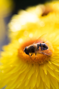 Close-up of honey bee on yellow flower